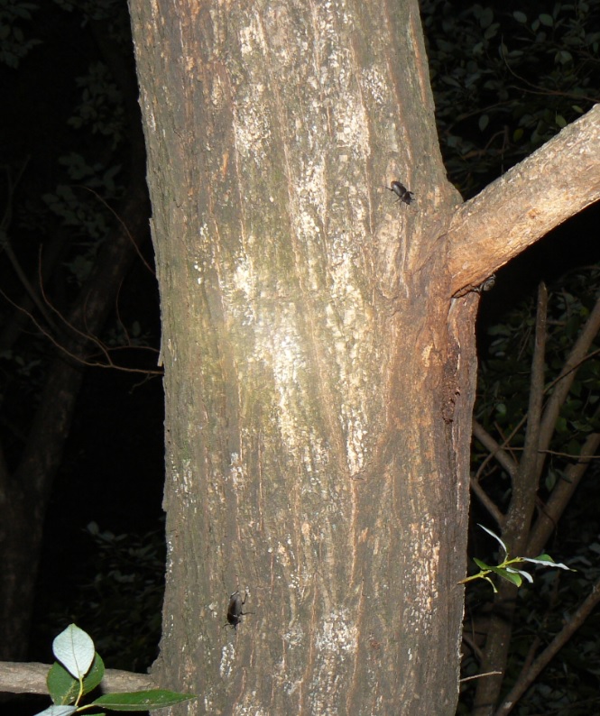 やなぎの枝先_10月6日 枝先から2m下の幹で3匹のコクワガタ_201006_18-40